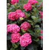 HYDRANGEA SYBILLA