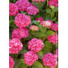 HYDRANGEA SYBILLA