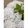 HYDRANGEA SŒUR THÉRÈSE