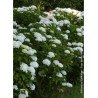 HYDRANGEA SŒUR THÉRÈSE