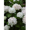 HYDRANGEA SŒUR THÉRÈSE