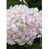 HYDRANGEA SŒUR THÉRÈSE