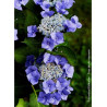 HYDRANGEA TELLER BLAUMEISE