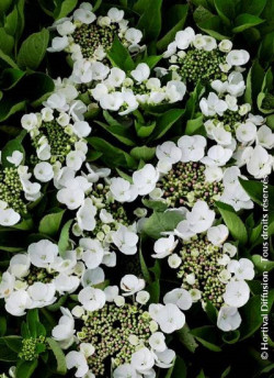 HYDRANGEA TELLER WEISS