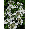 HYDRANGEA TELLER WEISS