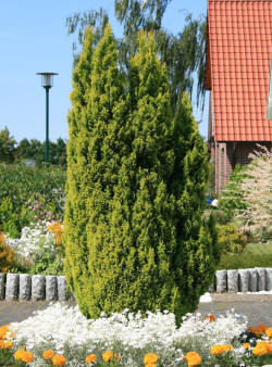 CHAMAECYPARIS lawsoniana ELLWOOD'S GOLD