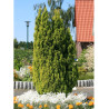 CHAMAECYPARIS lawsoniana ELLWOOD'S GOLD