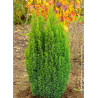 CHAMAECYPARIS lawsoniana ELLWOOD'S GOLD
