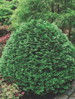 CHAMAECYPARIS lawsoniana MINIMA GLAUCA