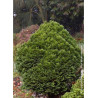 CHAMAECYPARIS lawsoniana MINIMA GLAUCA