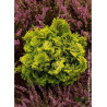 CHAMAECYPARIS obtusa AURORA