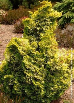 CHAMAECYPARIS obtusa AURORA