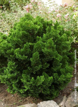 CHAMAECYPARIS obtusa NANA GRACILIS