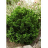 CHAMAECYPARIS obtusa NANA GRACILIS