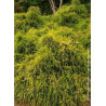 CHAMAECYPARIS pisifera SUNGOLD