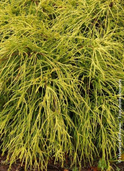 CHAMAECYPARIS pisifera SUNGOLD