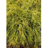 CHAMAECYPARIS pisifera SUNGOLD