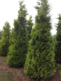 CHAMAECYPARIS lawsoniana GOLDEN WONDER