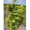 CHAMAECYPARIS lawsoniana GOLDEN WONDER