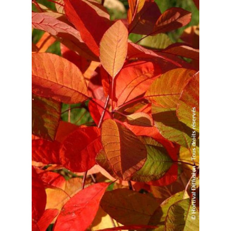 COTINUS coggygria FLAME