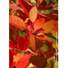 COTINUS coggygria FLAME