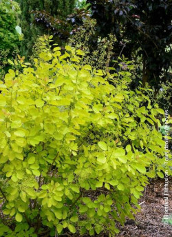 COTINUS coggygria GOLDEN LADY