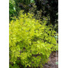 COTINUS coggygria GOLDEN LADY