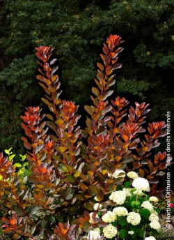 COTINUS coggygria GRACE