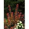 COTINUS coggygria GRACE