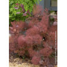 COTINUS coggygria GRACE