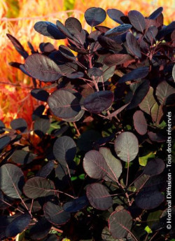 COTINUS coggygria LILLA