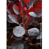 COTINUS coggygria LILLA