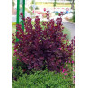 COTINUS coggygria ROYAL PURPLE