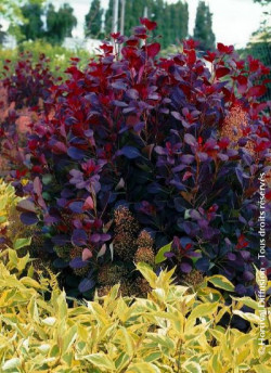 COTINUS coggygria ROYAL PURPLE