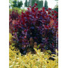 COTINUS coggygria ROYAL PURPLE