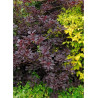COTINUS coggygria ROYAL PURPLE