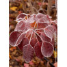 COTINUS coggygria ROYAL PURPLE