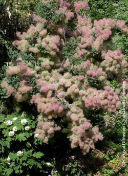 COTINUS coggygria