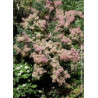 COTINUS coggygria
