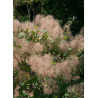 COTINUS coggygria
