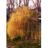 SALIX sepulcralis TRISTIS