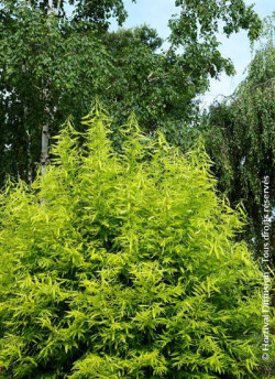 SALIX udensis GOLDEN SUNSHINE