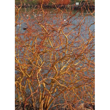 SALIX sepulcralis ERYTHROFLEXUOSA