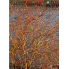 SALIX sepulcralis ERYTHROFLEXUOSA