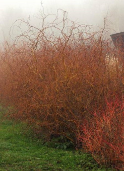 SALIX sepulcralis ERYTHROFLEXUOSA