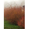 SALIX sepulcralis ERYTHROFLEXUOSA