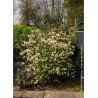 FOTHERGILLA major