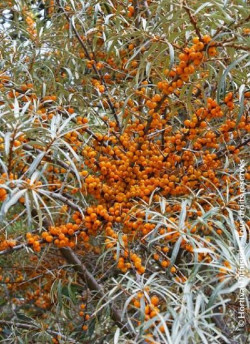 HIPPOPHAE rhamnoides