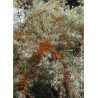 HIPPOPHAE rhamnoides