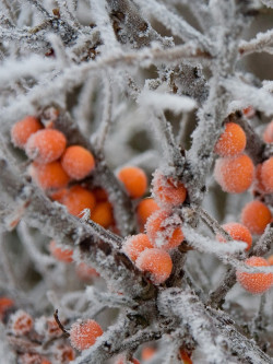 HIPPOPHAE rhamnoides